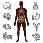 conjunto-anatomia-humana_98292-1557